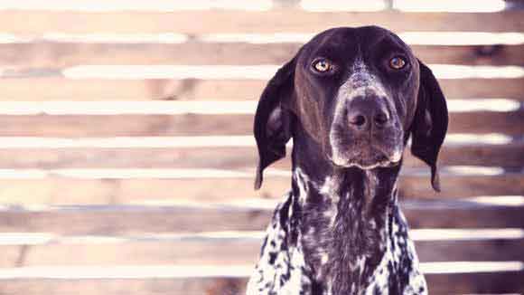 dogs with cardiomyopathy