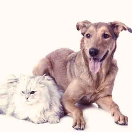 Image for Causes and Treatments for Cat and Dog Breast Cancer