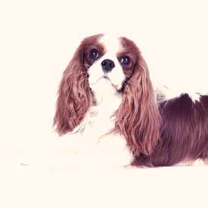 How to Train a Cavalier King Charles Spaniel Puppy – American