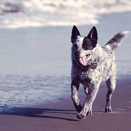 what is the difference between a queensland heeler and an australian cattle dog
