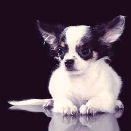 healthy snacks for chihuahuas