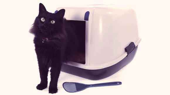 How to Choose a Cat Litter Box and Kitty Litter