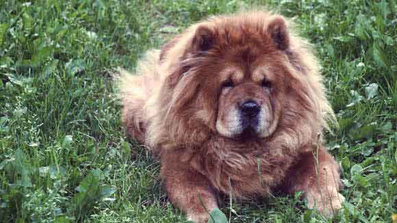 chow chow good family dog