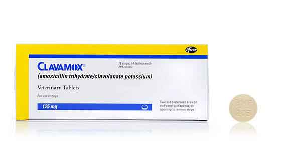 Clavamox for Dogs and Cats Dealing With Skin Infections PetCareRx