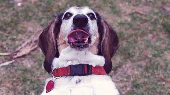 best dog harness for basset hounds