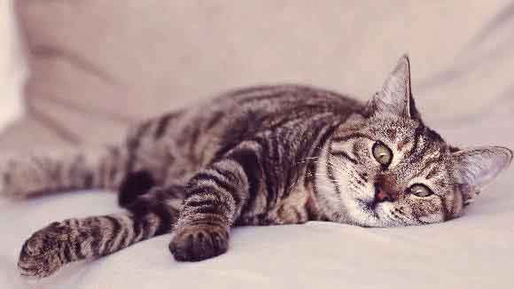 Everything You Need to Know About Coccidia in Cats | PetCareRx