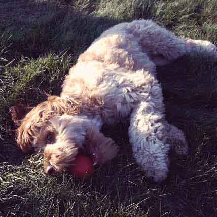 best puppy food for cockapoo
