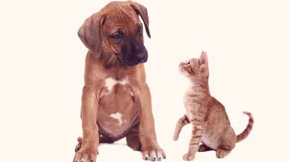 How Do Dogs and Cats Get Heartworm Disease?