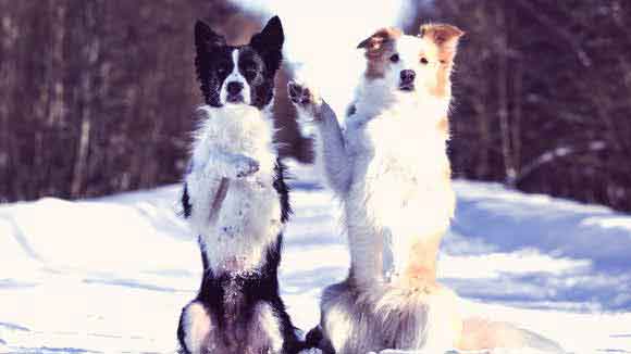 collie training