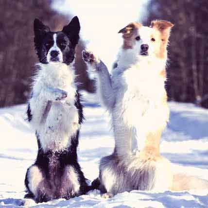 Border best sale collie training