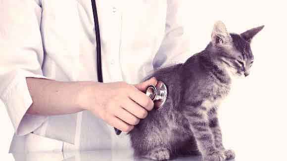 cat getting heart listened to at vet