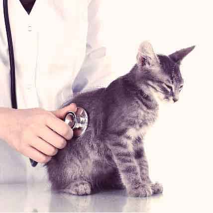 20 Top Photos Heart Disease In Cats Treatment : Caring For Cats With Cardiomyopathies Dvm360
