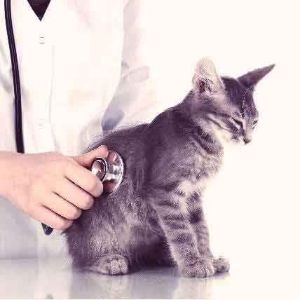 supplements for cats with heart disease