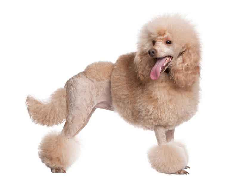 town and country cut poodle