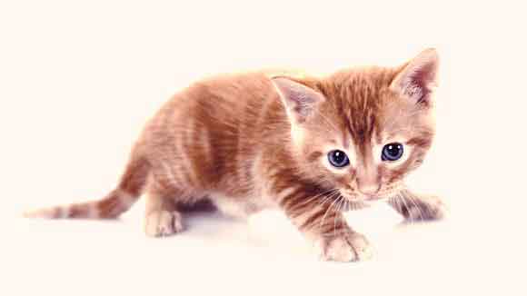 Cute Kitten Names Petcarerx