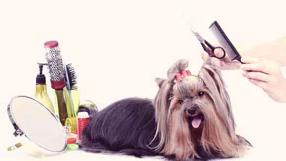 Should You DIY Your Dog's Haircut? 