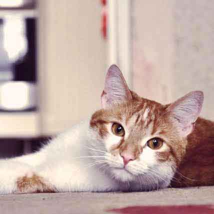 Cost Of Chlorambucil For Cats
