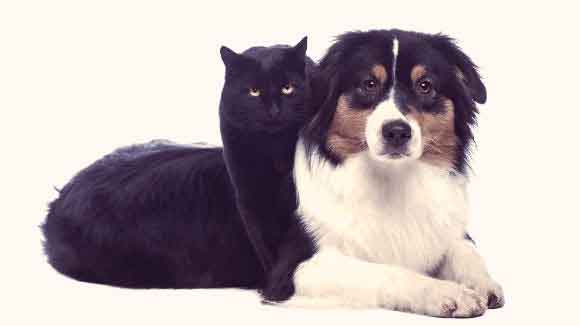 A Cat And Dog Laying Together