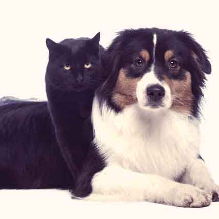 Demodectic Mange Treatment For Dogs And Cats Petcarerx