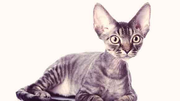 35 HQ Images Cats That Shed The Least : Top 5 Furry Cat Breeds that Shed the Least - Anything Kitty