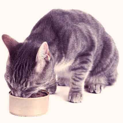 Cardiac Diet For Cats