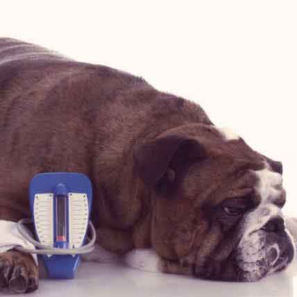 how much does it cost to treat a diabetic dog