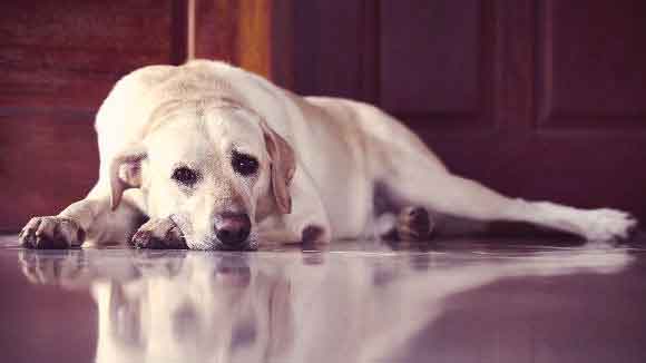 Diagnosing And Treating Dog Lupus Petcarerx