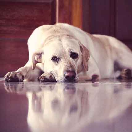 how do you treat a dog with lupus