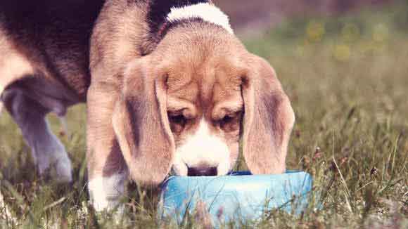 A Diet for Beagles