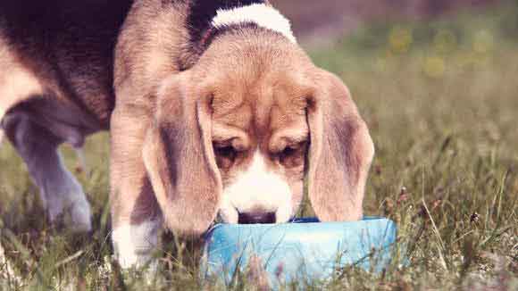 how often should you brush your beagle