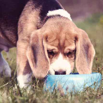 can dog eat beagle?