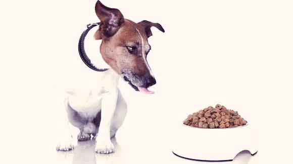 The Diets for Jack Russel Terriers