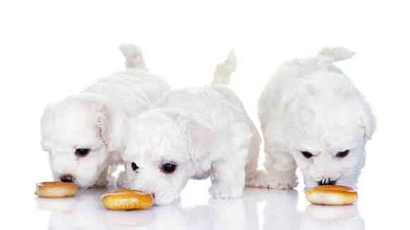 The Diets For Maltese Dogs