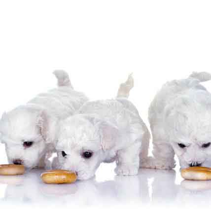 Maltese Puppy Feeding Chart