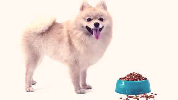 what can pomeranians eat