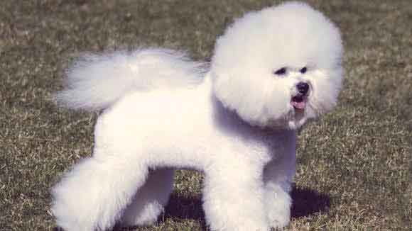 Chocolate deals bichon frise