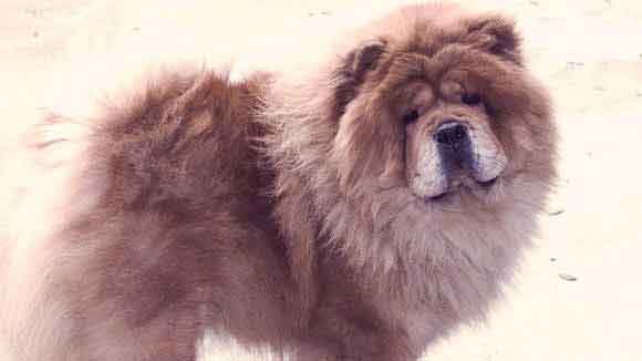 chow chow aggressive dogs