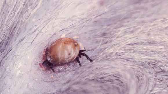 What Diseases Are Caused By Ticks?