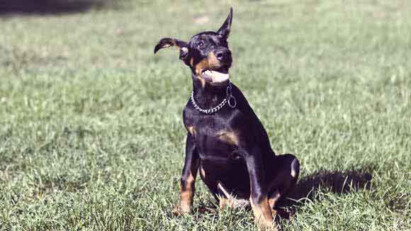 Doberman Pinscher Dog Training