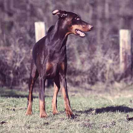 do dobermans need a lot of attention