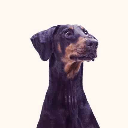 doberman not cropped