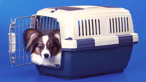 A Papillon Laying In His Crate
