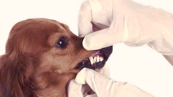 what causes a tooth abscess in dogs