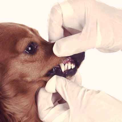 Dog Dental Heath- Everything to Know About Your Dogs Teeth and Gums ...