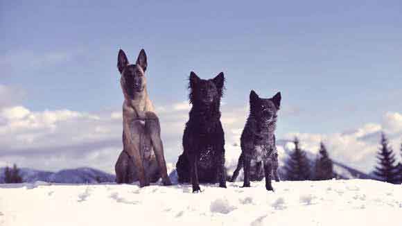 Blue Heeler Weight Chart