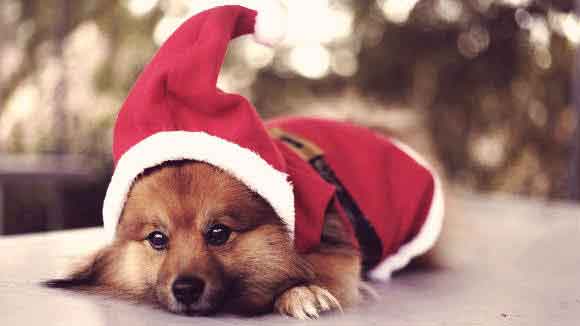 christmas outfits for dogs