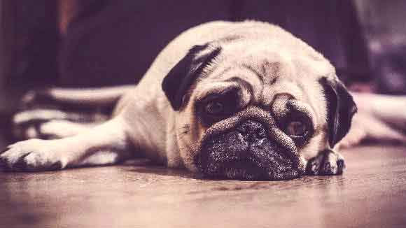 3 of the Most Effective Dog Depression Treatments