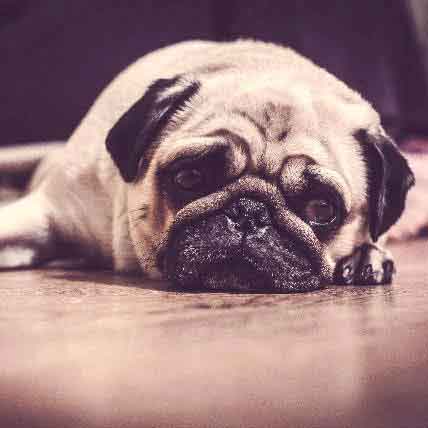 3 of the Most Effective Dog Depression Treatments