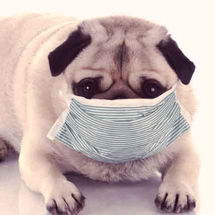 can a bladder infection in dogs cause stomach pain