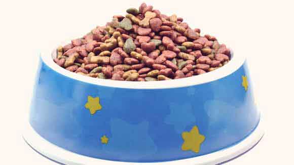 What Should I Look for in Dog Food Ingredients?